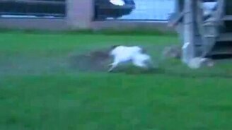 Собачьи минигонки по кругу - смотреть видео (0:34)