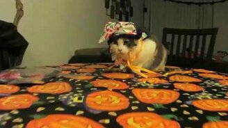 Подборка кошачьих приколов - смотреть видео (2:12)