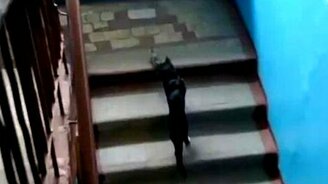 Триллер про кошку и крысу - смотреть видео (1:05)