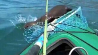 Морской лев атакует байдарку - смотреть видео (3:25)