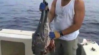 Рыбака опередили хищники - смотреть видео (1:50)