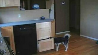 Пёс и кухонные ящики - смотреть видео (2:08)