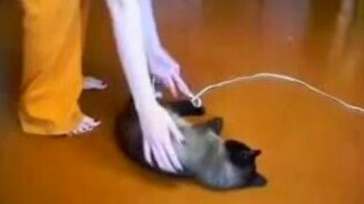 Суперленивый кот - смотреть видео (2:11)