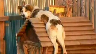 Пёс кайфует на будке - смотреть видео (0:40)