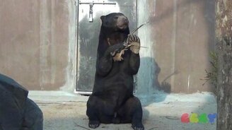 Солнечный мишка - смотреть видео (0:37)