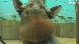 Прикольный жираф - смотреть видео (0:34)