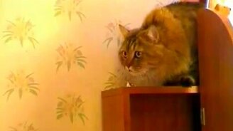 Кот дрессирует мальчишку - смотреть видео (0:37)