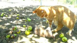 Хорёк и кошка - смотреть видео (1:54)