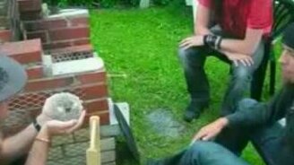 Ежик зевает - смотреть видео (0:35)