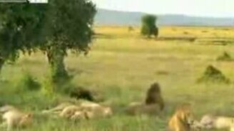 А львы умеют петь! - смотреть видео (1:19)