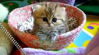 Пушистый симпатяшка - смотреть видео (2:15)