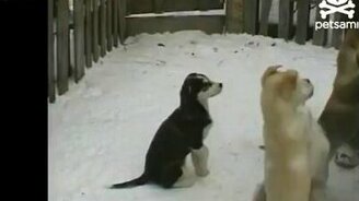 Круговорот собак в природе - смотреть видео (0:46)