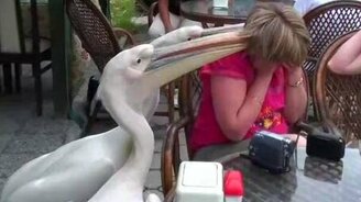 Пеликаны пристают к женщине - смотреть видео (0:56)