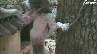 Стремительный собачий побег - смотреть видео (1:05)