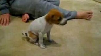 Щенок захотел в зеркало - смотреть видео (0:32)