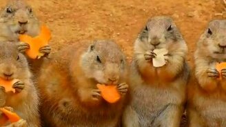 Званый обед для сусликов - смотреть видео (0:48)