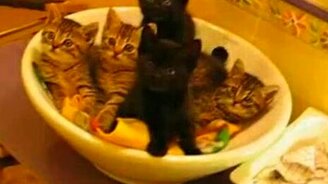 Синхронные зомби-котятки - смотреть видео (0:25)