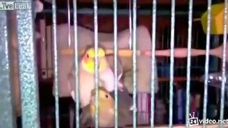 Песня удовлетворённого попугая - смотреть видео (0:40)