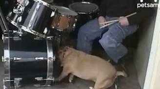 Заядлый пёс-барабанщик - смотреть видео (0:27)