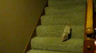 Кроха-свинтус на лестнице - смотреть видео (1:15)