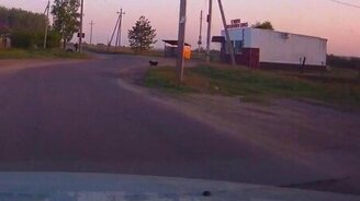 Бессмертная собачонка - смотреть видео (0:21)