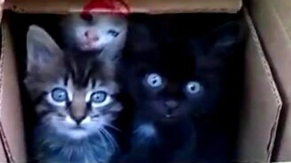 Нравятся котята? - смотреть видео (0:40)