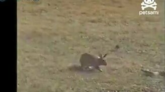 Змея против кролика - смотреть видео (0:50)