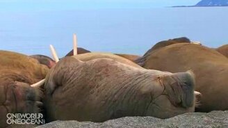 Моржи балдеют - смотреть видео (0:41)