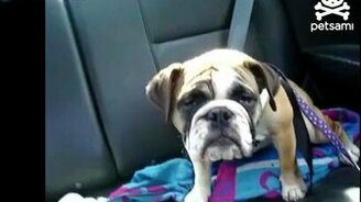 Это вообще собака? - смотреть видео (0:38)