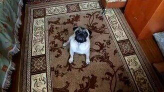 Гуф умер - смотреть видео (0:07)