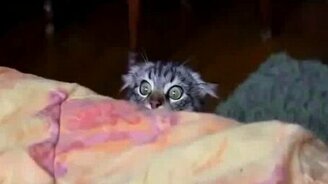 Кот Пугалкин - смотреть видео (0:46)