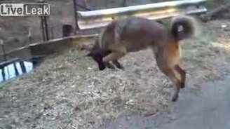 Собака-мышеловка - смотреть видео (0:25)