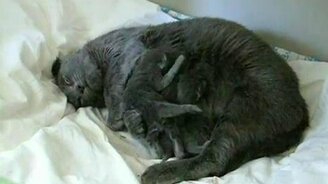 За мамкину титьку! - смотреть видео (1:10)