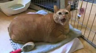 Ну это не кот! - смотреть видео (1:27)