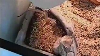 Спа для ящерицы - смотреть видео (0:17)