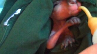 Детёныш кенгуру - смотреть видео (0:35)