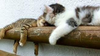 Невозмутимый спящий котёнок - смотреть видео (0:57)