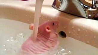 Крыса принимает ванну - смотреть видео (1:30)