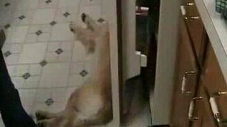 Чертовски ленивая псина - смотреть видео (0:45)