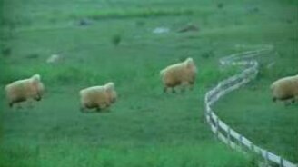 Безумная японская реклама - смотреть видео (0:31)