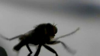 Муха танцует - смотреть видео (2:01)