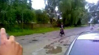 Собака-подрезака - смотреть видео (0:08)