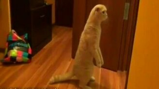 Домашний кот-суслик - смотреть видео (1:01)