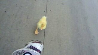 Преданный утёнок - смотреть видео (0:47)