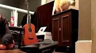 Неблагодарный котяра - смотреть видео (0:18)