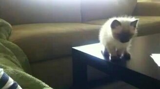 Слишком долго решался на прыжок - смотреть видео (1:10)