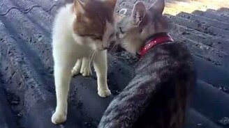 Противостояние лоб в лоб - смотреть видео (0:28)