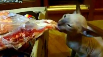 Моё мясо, моя прелесть! - смотреть видео (1:57)