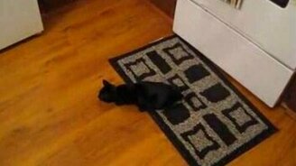 Чёткий котяра на охоте - смотреть видео (1:40)