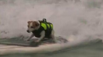 Необычные сёрфингисты - смотреть видео (4:03)